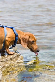 A miniature Dachshund at the edge of a lake, taking a drink, caught with his tongue out.