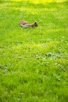 Little red squirrel on lawn