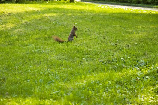Little red squirrel on lawn