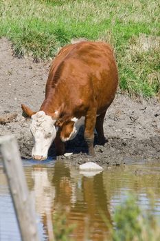 A Cow taking a drink at a local watering hole, with his reflection visible in the pond.