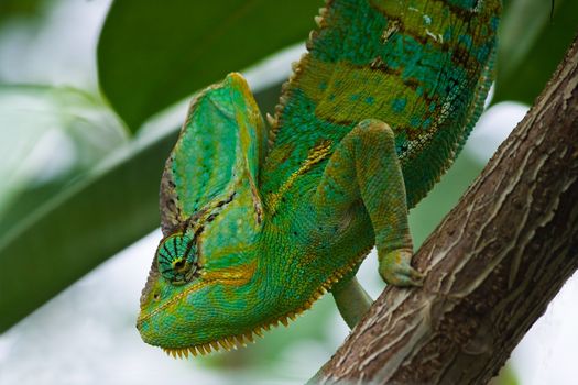 Beautiful green Jemen chameleon climbing in tree