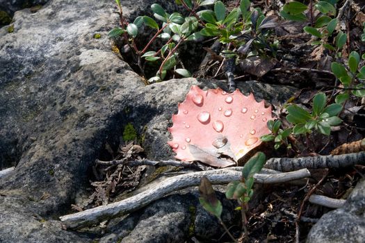 A single red leaf with water droplets, situated on rock.