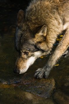 Wolf crossing the water- vertical image