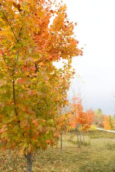 Fall colors in a park with trees at various distances.