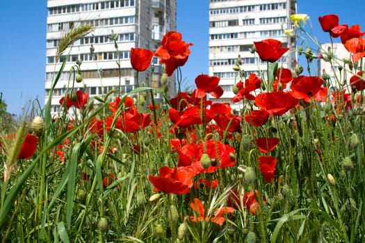 Red poppies blossom on suburb of city