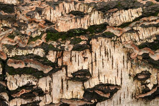 Moss patches on the wood