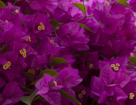 Purple flowers as a background