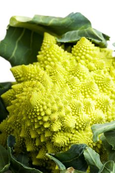 single romanesco vegetable isolated on white