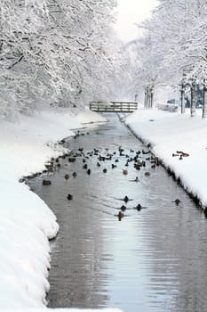 A group of ducks and other birds in a frozen ditch, small bridge in the background