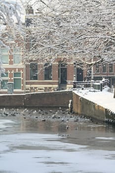 A canal with ducks in a winter ciity