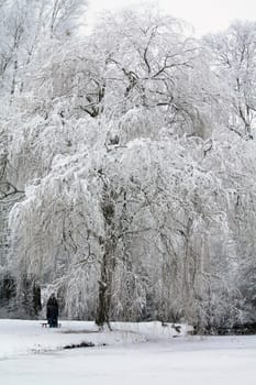 Frosted trees and a frozen pond in a winter forest