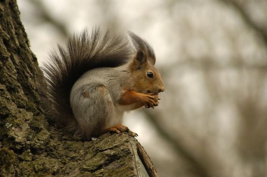 A squirrel sits on a tree