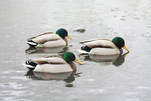 three male ducks, mallards, in the water