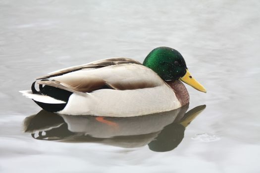 A  close up of a male mallard in the winter