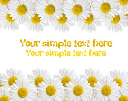 camomile isolated on white background with with room for text 