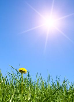 one yellow dandelion in young fresh green grass, spring  