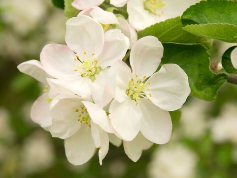 Branch blossoming apple-tree in the spring 