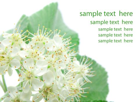 Closeup of Apple blossoms with sample text 