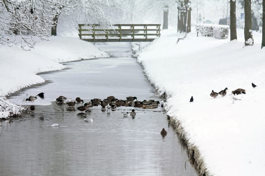 A group of ducks in a half frozen ditch