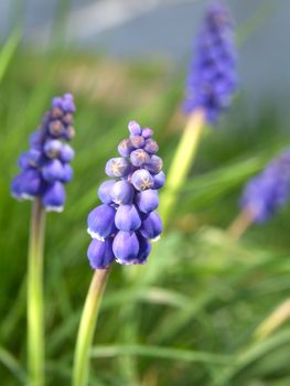 Bluebells flower (Grape Hyacinth, Muscari armeniacum) 