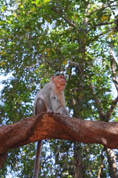 Wild baby monkey sitting on tree branch over the foliage background