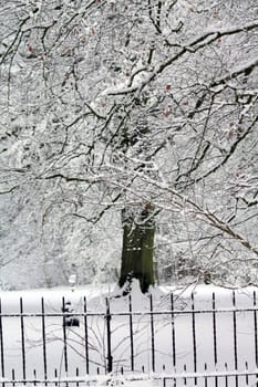 A frosted tree near a fence in a winter park