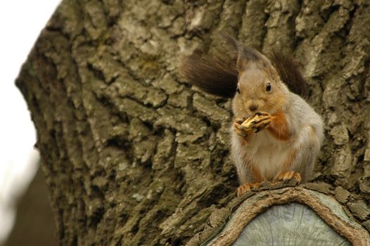 A squirrel sits on a tree