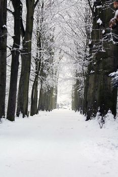 A straight forest lane in the winter