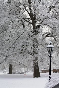 A winter forest with frozen trees and an icy pond