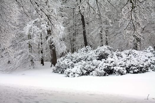 A fairytale white forest with frozen trees