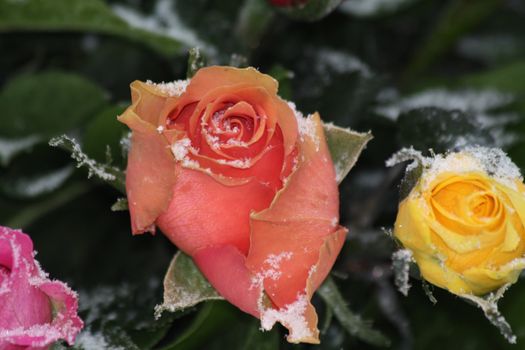 Frosted roses in orange and yellow covered with snow crystals