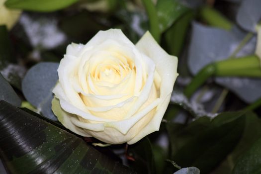 A frosty white rose covered with small crystals