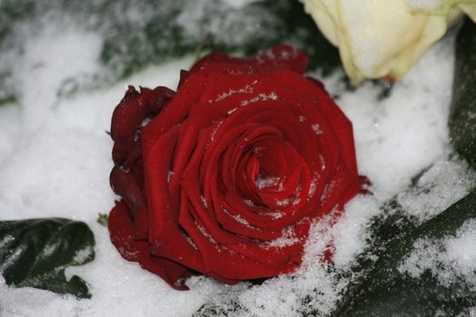 A solitaire red rose in the snow