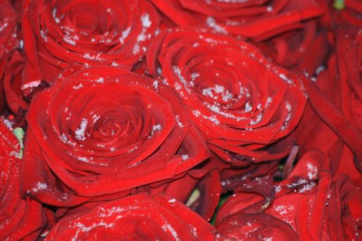 A bouquet of red roses in the snow