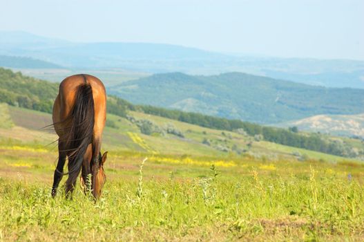 lonely horse grazing at the green grass meadow