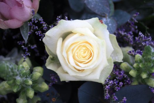 A big white rose with snow crystals