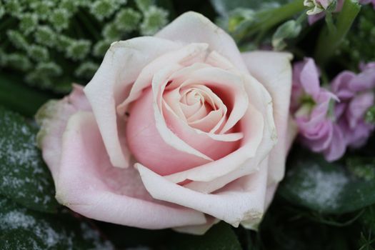 A solitaire pale pink rose in the snow
