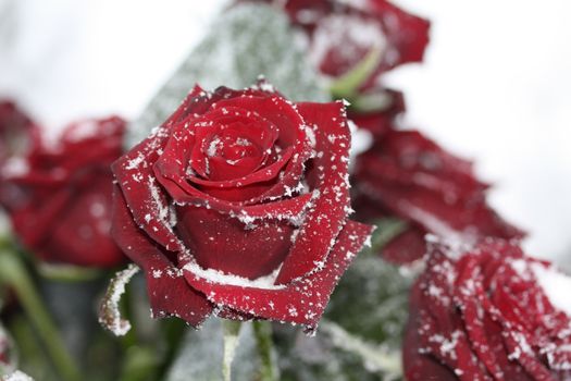 A solitaire red rose in the snow