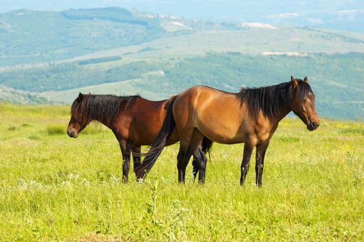 couple of horces grazing at the green grass meadow