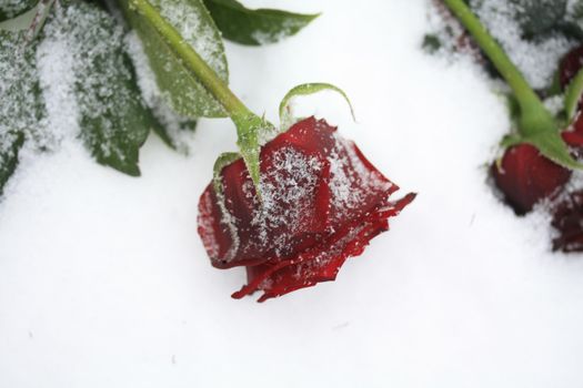 A solitaire red rose in the snow