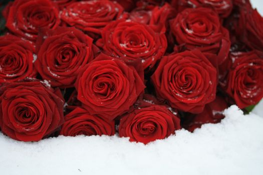 A bouquet of red roses in the snow