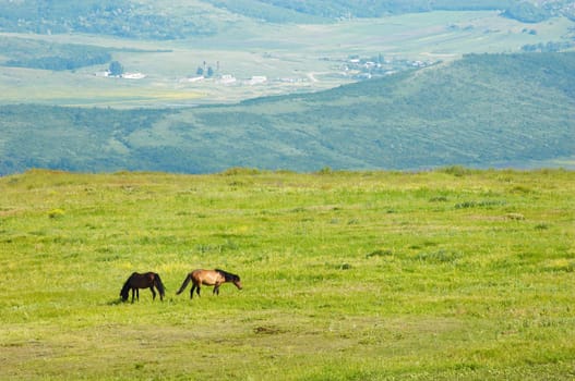 couple of horces grazing at the green grass meadow