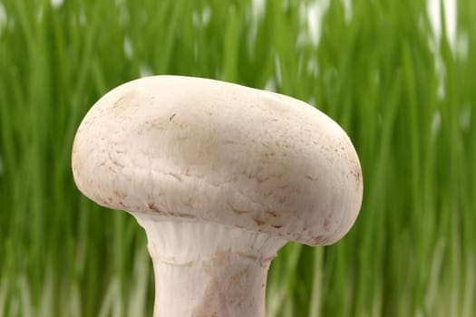 Mushroom against green grass