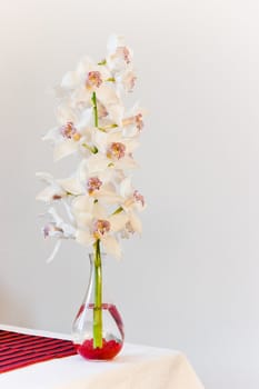 Glass vase with Cymbidium flowers and white background