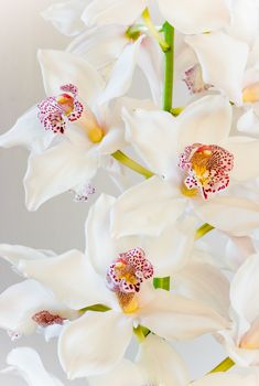 White Cymbidium or Boat orchid flowers in close view - vertical image