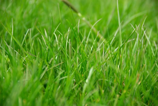 green grass in summer sun