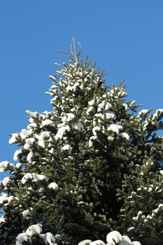 Closeup of high fir tree at snow on background with blue sky