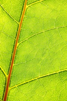structure and texture of green leaf can be used as background