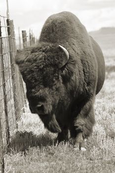 The American bison (Bison bison), once hunted nearly to extinction, is often called a buffalo, although genetically it is quite different from a true buffalo.  It is the largest land animal in North America. Males can weigh up to 2000 lbs. and are quite aggressive during mating season.