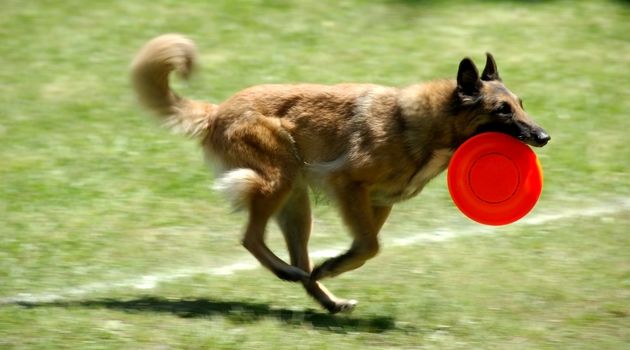 dog playing with frisbee